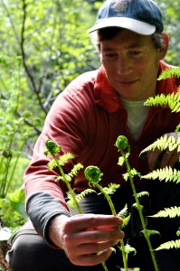 langdon_cook_fiddlehead