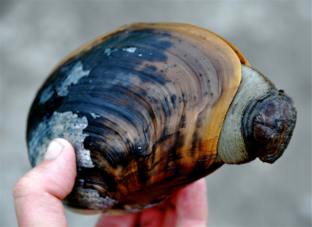 Horse clam