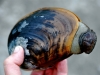 Horse clam